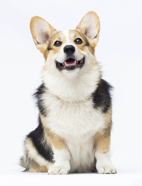 Welsh Corgi dog sitting in full growth on a white background - Foto, afbeelding