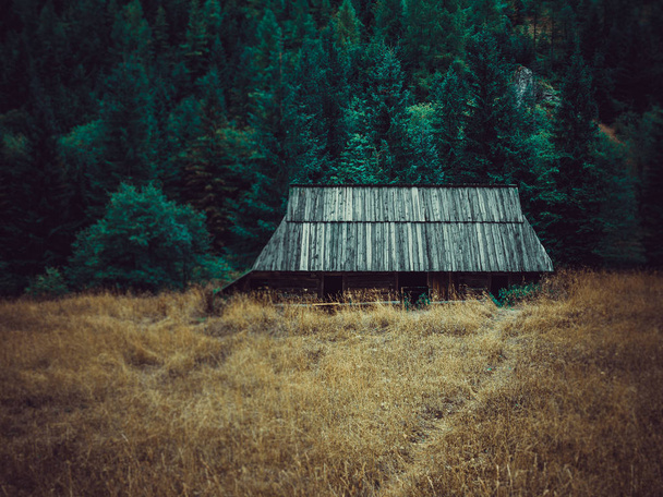 Vecchio cottage in legno nel bosco
 - Foto, immagini
