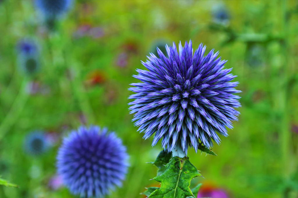 Tête de fleur de globe chardon Thornbush - Photo, image