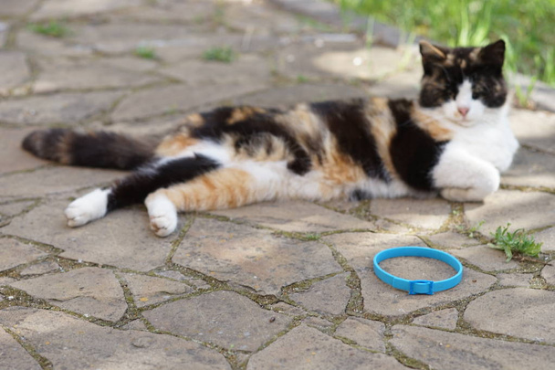 Триколорний кіт відпочиває на відкритому повітрі, біля синього комірця на підлозі
. - Фото, зображення