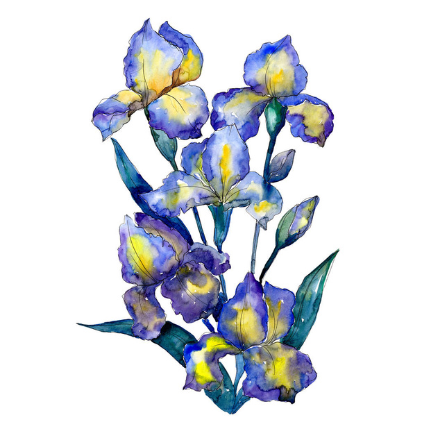 Kék sárga írisz virágos botanikai virágok. Akvarell háttér meg. Izolált csokor illusztrációs elem. - Fotó, kép