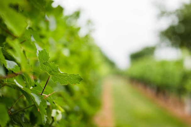 grape vine plant vineyard - Fotoğraf, Görsel