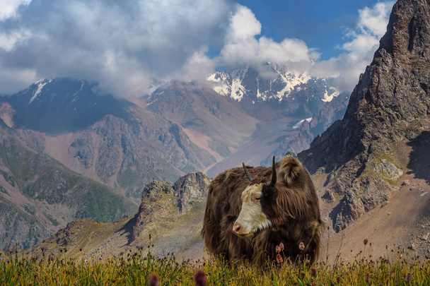 Une vache yak-tibétaine. Un bétail élevé dans les montagnes
 - Photo, image