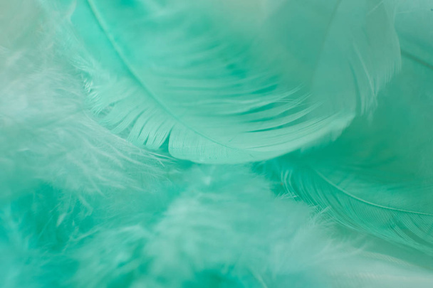 Green turquoise and blue color trends feather texture background,Light orange - Photo, Image