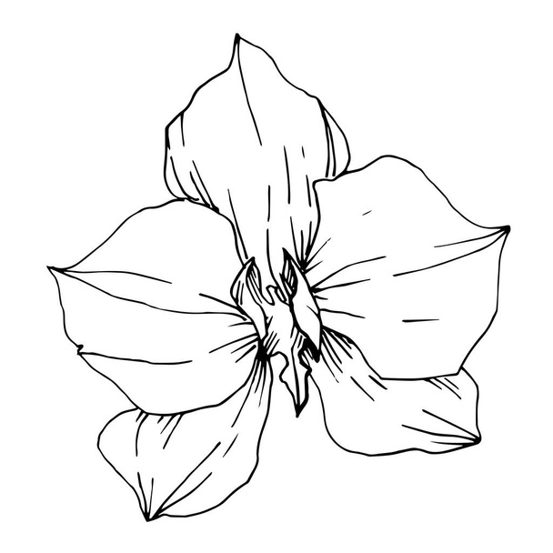 Vecteur Fleurs tropicales et feuilles isolées. Encre gravée en noir et blanc. Élément d'illustration de plante isolé
. - Vecteur, image