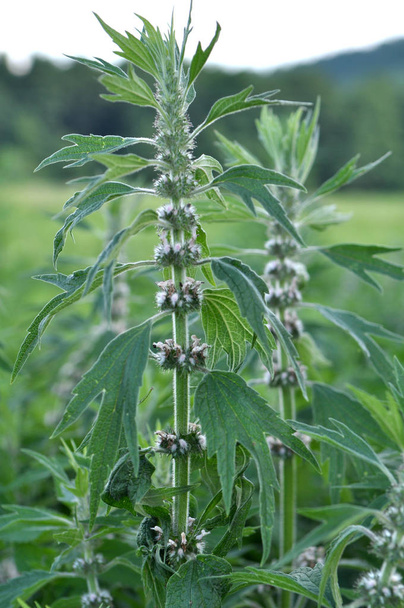 In the meadow among the herbs grow dog nettle is five-bladed (Le - Photo, Image