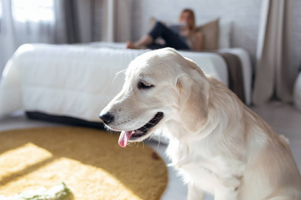 Beautiful golden dog relaxing at home. In background, woman lying on the bed. - Foto, imagen
