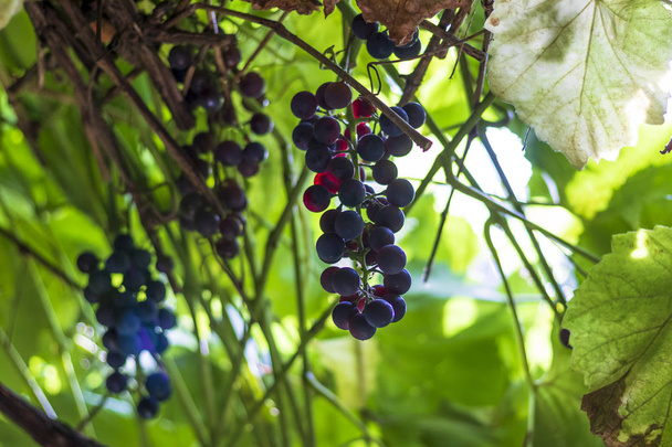 arbusto de uvas negras. cultivado sin química. Diseñado para hacer vino
 - Foto, imagen