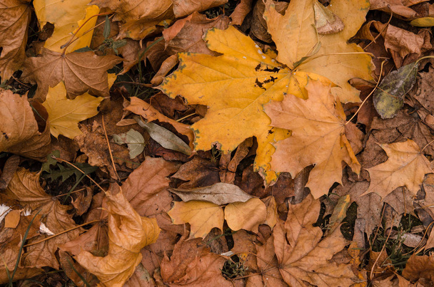 Hintergrund gefallenes Ahornblatt in Nahaufnahme. Trockenes Fallblatt. Herbst l - Foto, Bild