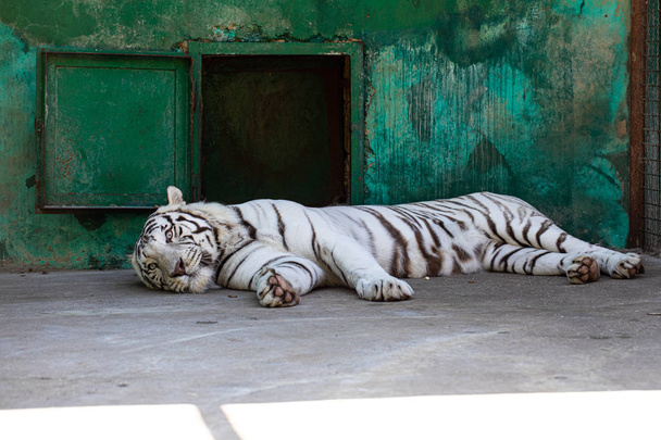 White tiger lying on the ground - Zdjęcie, obraz