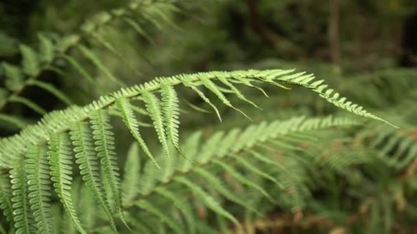 Fern branches in the wild forest close-up - Felvétel, videó