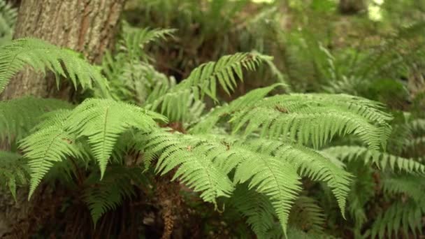 Fern branches in the wild forest close-up - Séquence, vidéo