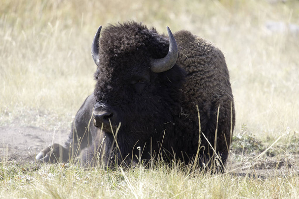 bison in yellowstone national park - Photo, Image