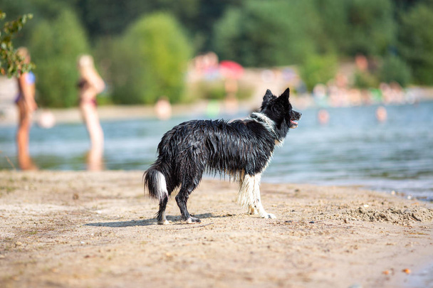 Retrato de un perro Border Collie en la naturaleza
 - Foto, imagen