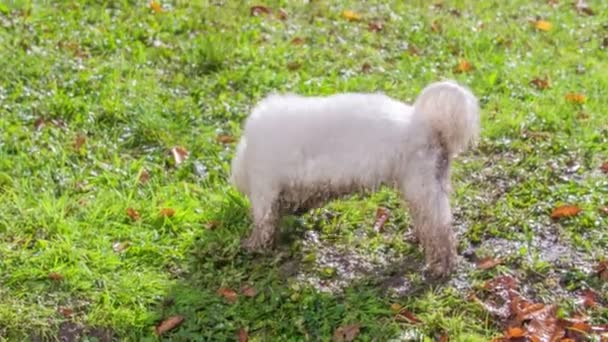 кадри чарівного білого собаки розважаються на відкритому повітрі
 - Кадри, відео
