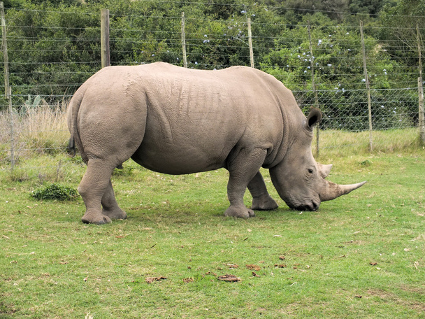 Rhinoceros - Fotografie, Obrázek