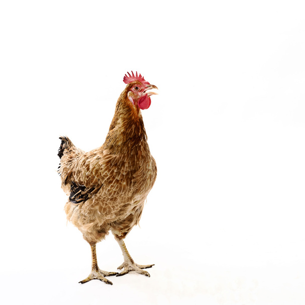 Chicken - Photo, Image