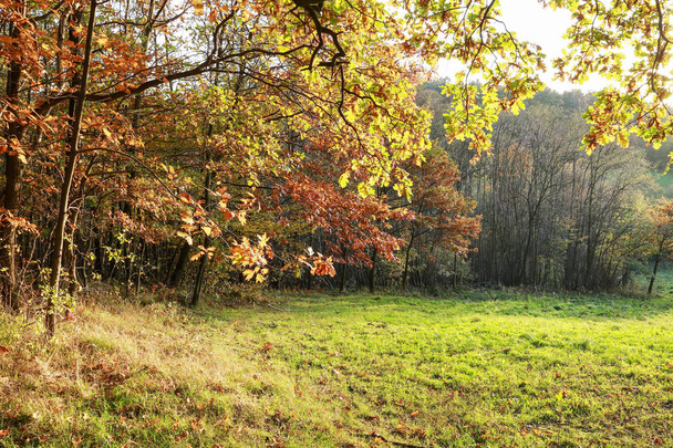 große alte Bäume im Herbstpark.  - Foto, Bild
