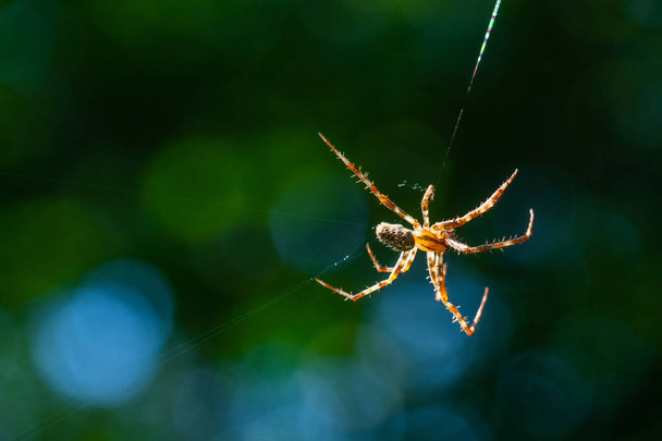Uma aranha tece sua rede no meio do ar com b borrado
 - Foto, Imagem