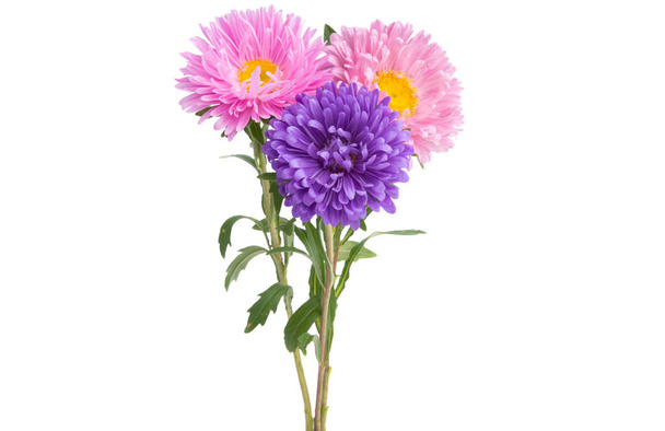 Aster virágok elszigetelt  - Fotó, kép
