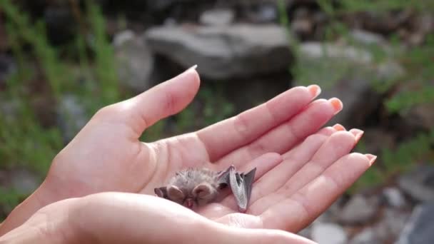 Close up - Kadın elinde bebek yarasa tutar - Video, Çekim