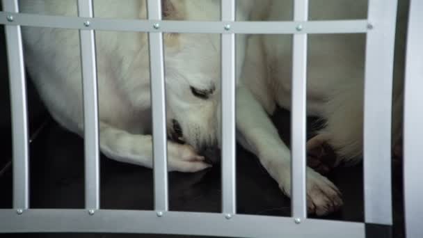 Mooie witte hond wachtend in kleine kooi - Video