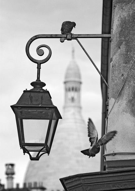 Монмартр голубів
 - Фото, зображення