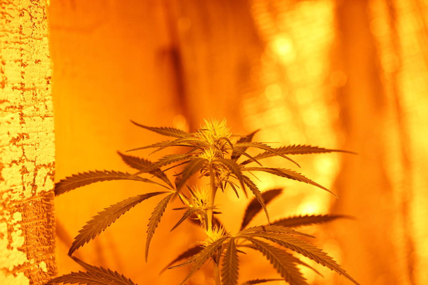 Cannabis-Plantage für medizinischen Marihuana-Hanf - Foto, Bild