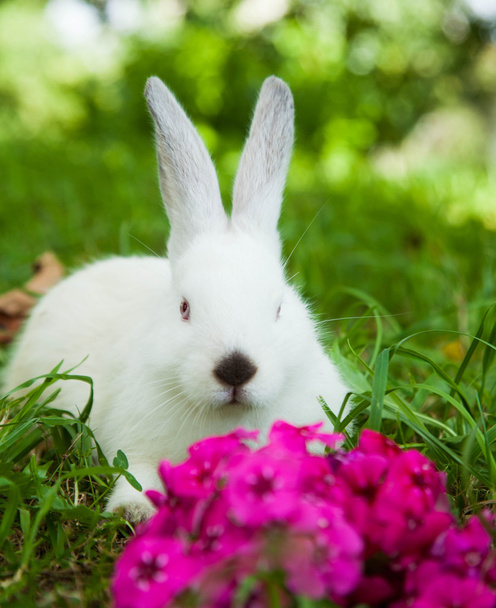 Rabbit on the grass - 写真・画像