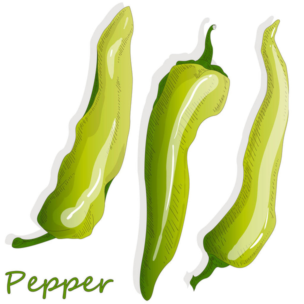 Closeup view pepper on white background, raw food ingredient con - Vector, Image