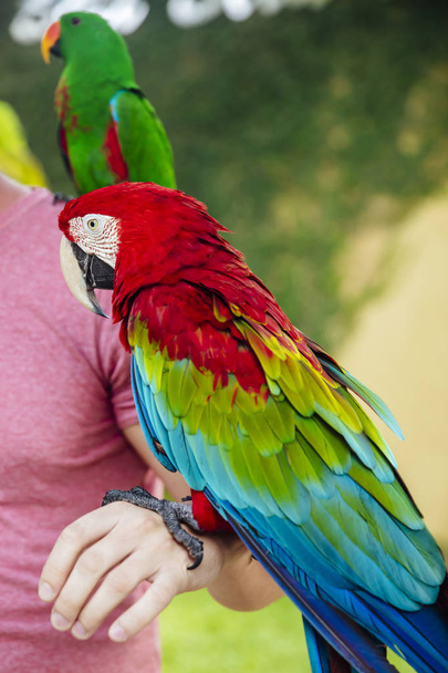 Closeup view at red and green macaw on a hand - 写真・画像