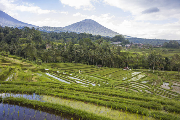Rýžová pole Jatiluwih na jihovýchodě Bali, Indonésie - Fotografie, Obrázek