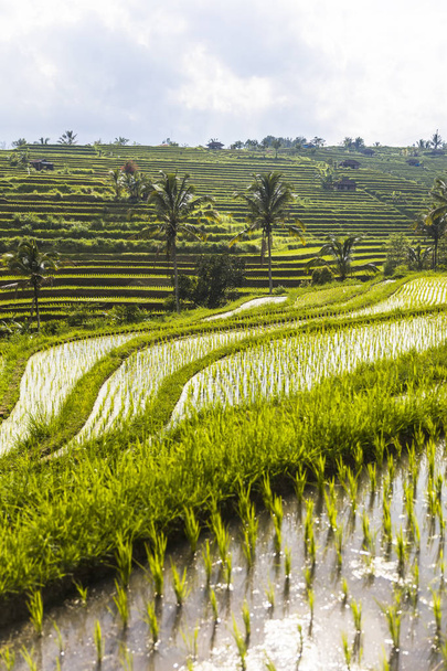 Рисовые поля Джатилуви на юго-востоке Бали, Индонезия
 - Фото, изображение