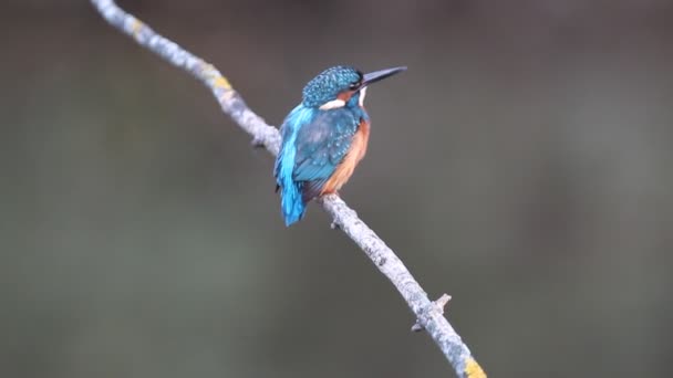 Common kingfisher, Alcedo atthis, birds - Footage, Video