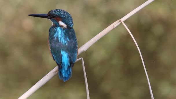 Common kingfisher, Alcedo atthis, birds - Footage, Video