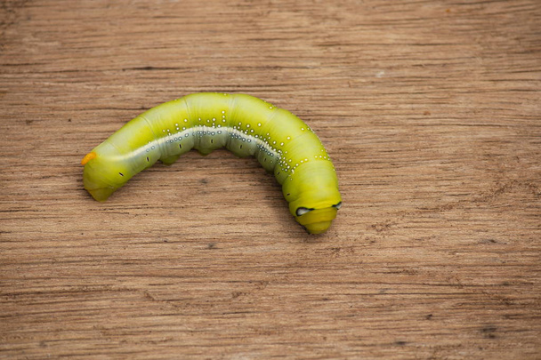Close up of a green worm on a wooden floor. - Photo, Image