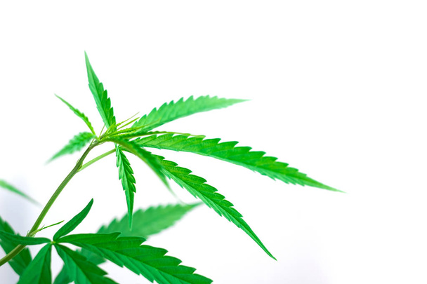 hoja de cannabis planta medicinal verde
  - Foto, imagen