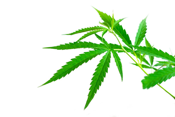Plante médicinale verte feuille de cannabis
  - Photo, image
