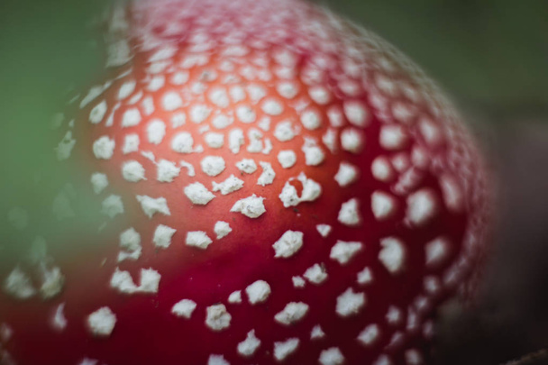 rode mooie paddestoel Vliegenzwam groeien in het bos close-up - Foto, afbeelding