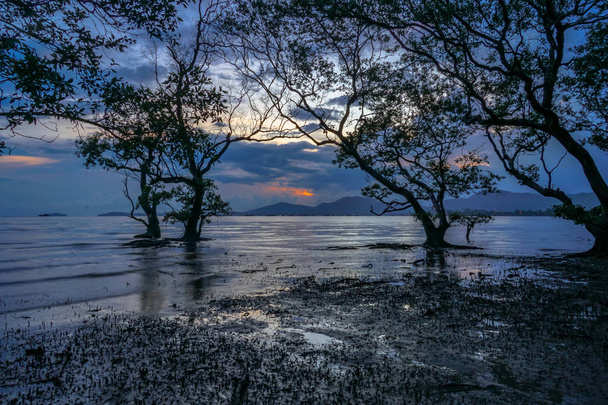 manguezal floresta no crepúsculo no canal Mudong na província de Phuket Tailândia
. - Foto, Imagem
