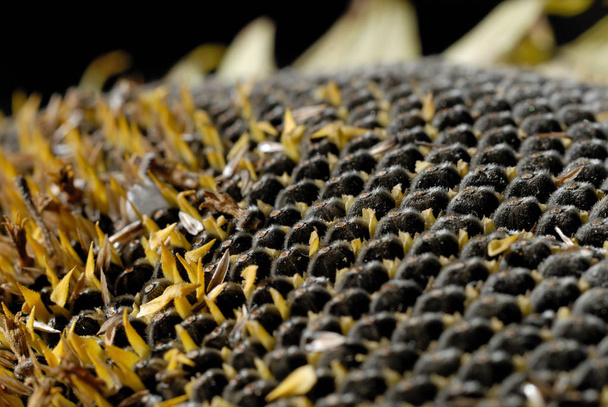 Świeżo zebrane nasiona słonecznika zbliżenie - Zdjęcie, obraz
