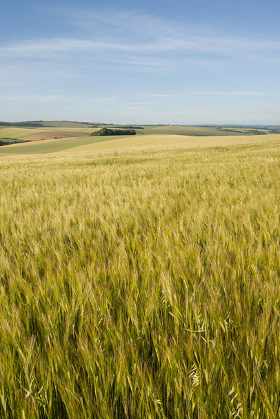 Nádherná letní krajina zemědělských polí v anglickém COU - Fotografie, Obrázek
