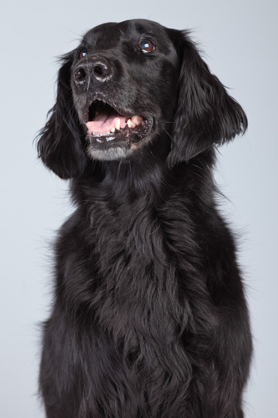 zwarte flatcoated retriever hond geïsoleerd tegen de grijze achtergrond. - Foto, afbeelding