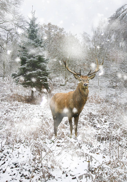 schöne Rothirsch Hirsch in schneebedeckten festlichen Jahreszeit Winter - Foto, Bild