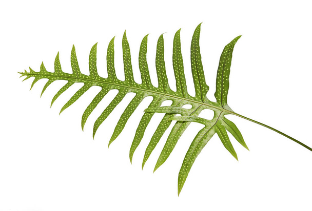 Wart fern leaf, Ornamental foliage, Fern isolated on white background, with clipping path                          - Photo, Image