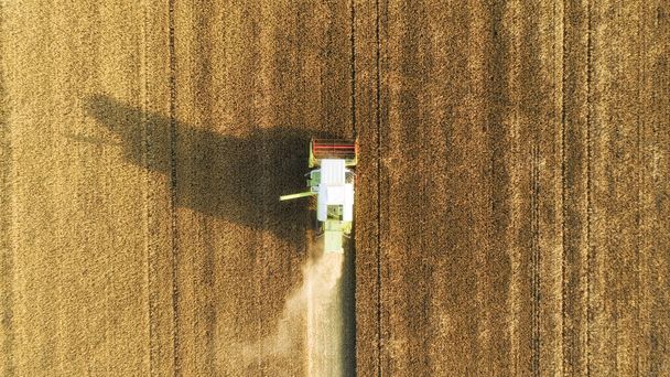 Hasat makinesinin buğday hasat birleştirme sinin havadan görünümü. Gün batımında güzel buğday tarlası. Büyük buğday tarlasında çalışan hasat makinesini birleştirin. - Fotoğraf, Görsel