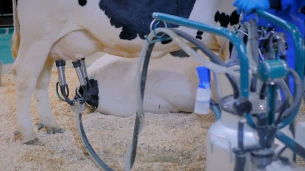 Автоматизированное оборудование для доения коров на молочной ферме - Кадры, видео