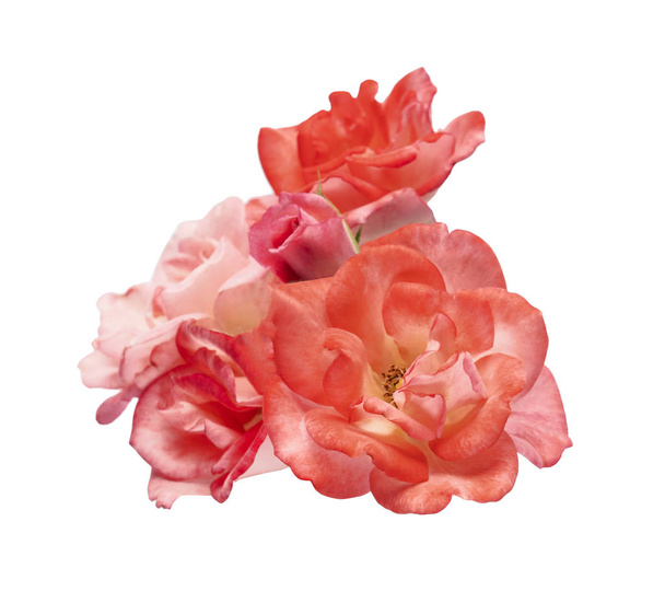 Pink rose with leaves, Blooming rose isolated on white background, with clipping path - Foto, Imagen