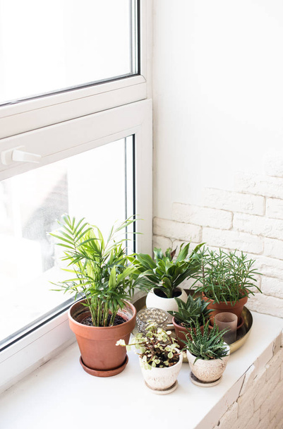 Зелені домашні рослини на підвіконні в реальному приміщенні інтер'єр, рослини і сукуленти
 - Фото, зображення