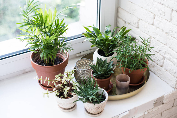 Green home houseplants on windowsill in real room interior, plants and succulents - Photo, Image